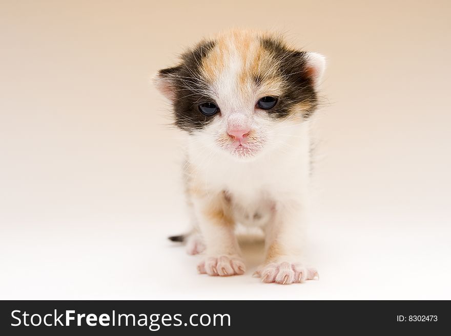 Cute child cat sitting on background. Cute child cat sitting on background