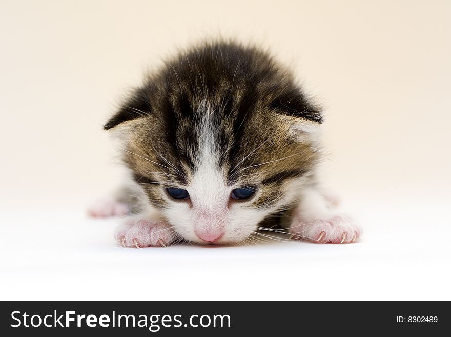 Cute child cat sitting on background. Cute child cat sitting on background