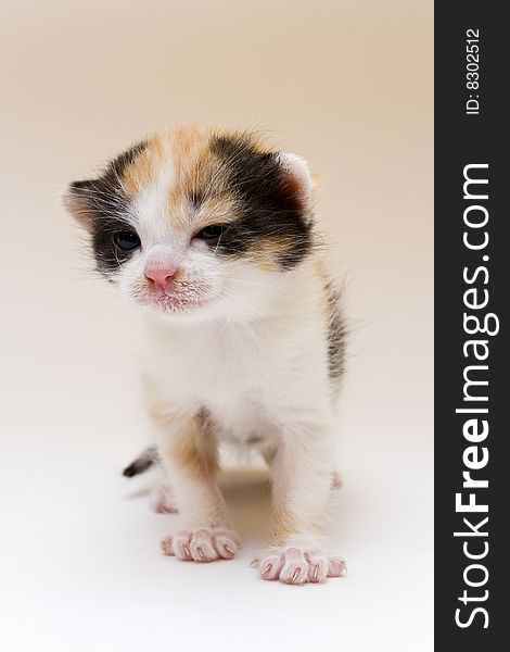 Cute child cat sitting on background. Cute child cat sitting on background