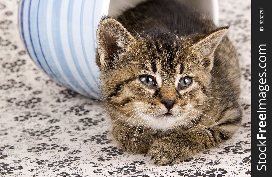 Cute child cat sitting on background. Cute child cat sitting on background