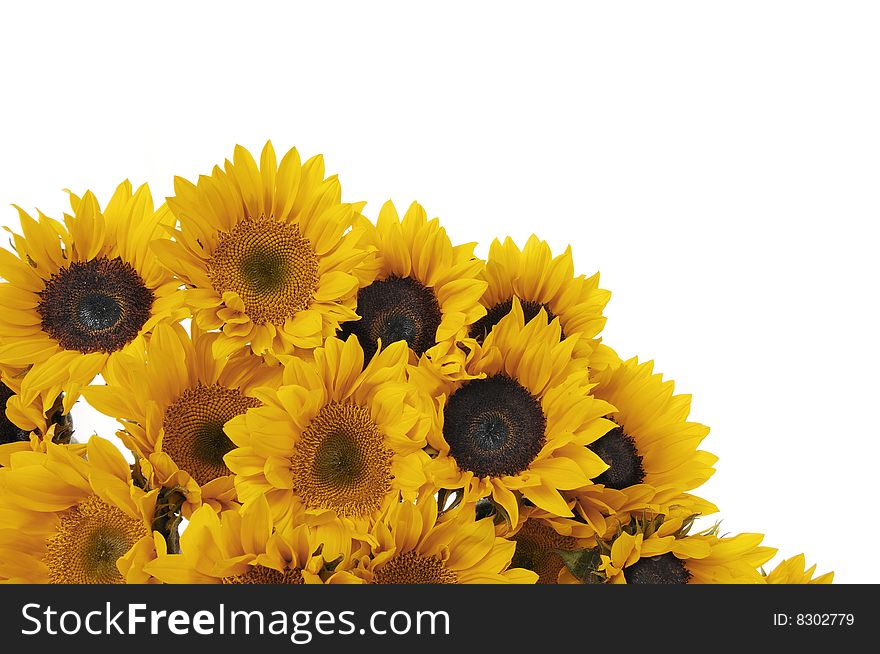 Beautiful yellow sunflower in the sun against blue sky. Beautiful yellow sunflower in the sun against blue sky