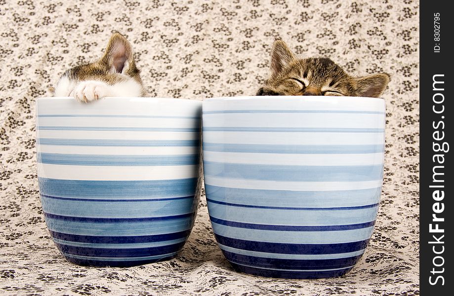 Cute child cats sitting in cups. Cute child cats sitting in cups