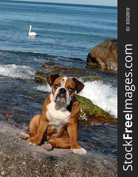 English Bulldog puppy playing on the beach