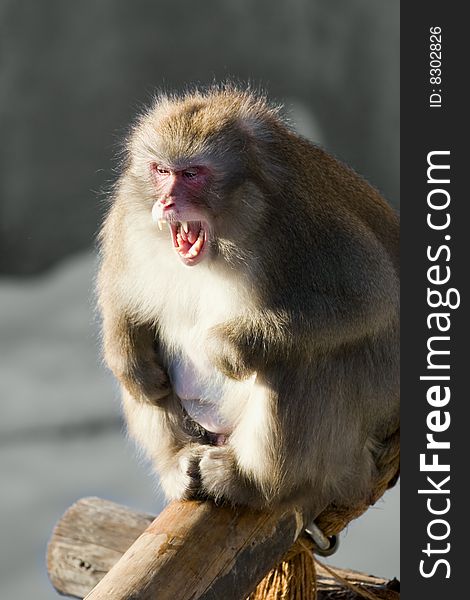 Laughing monkey