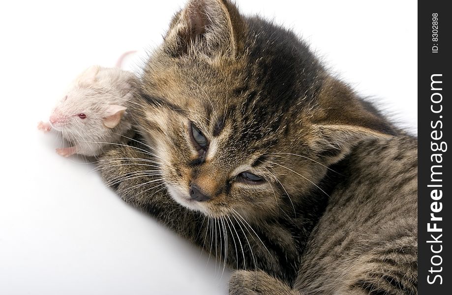 Grey child cute cat and mouse on white background