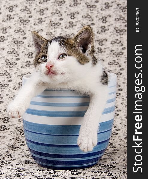 Cute child cat sitting in cup. Cute child cat sitting in cup