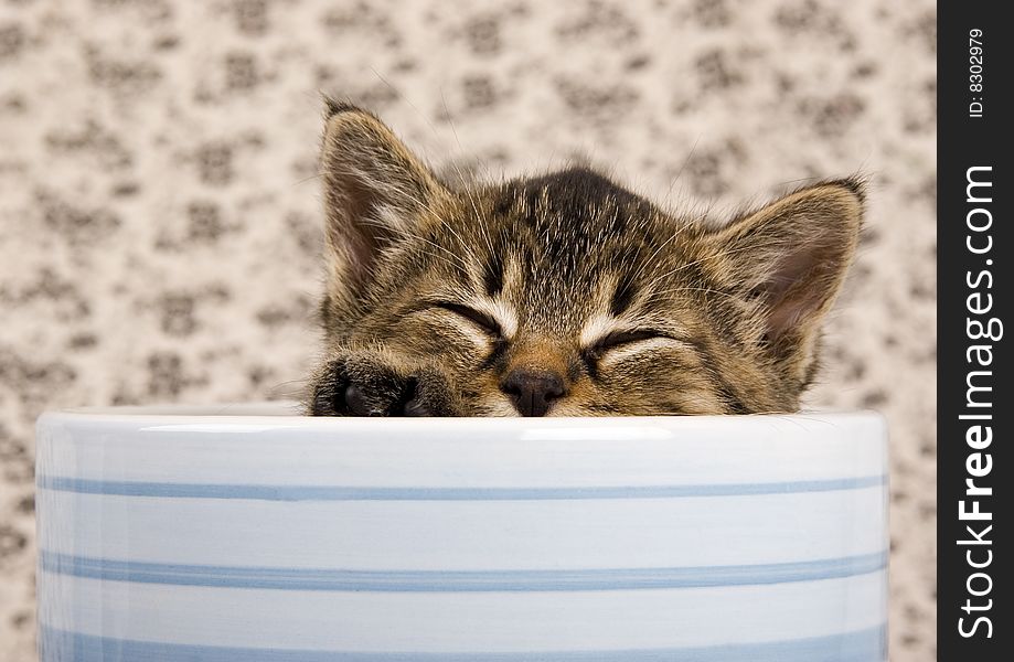 Cute child cat sitting in cup. Cute child cat sitting in cup