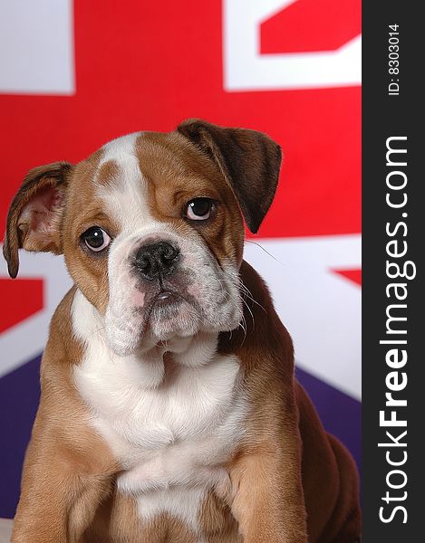 English Bulldog puppy white and brown  coated. The background is the britsh flag