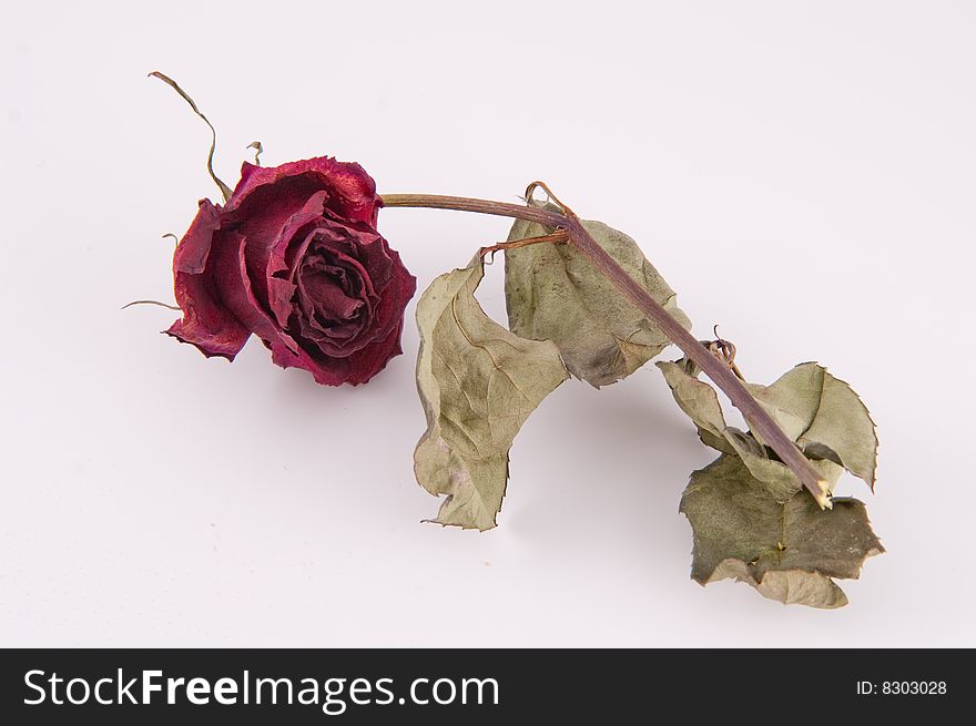 Wilt rose isolated on white