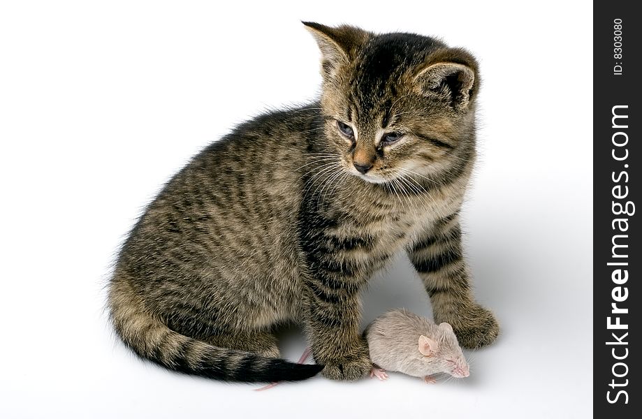 Grey child cute cat and mouse on white background