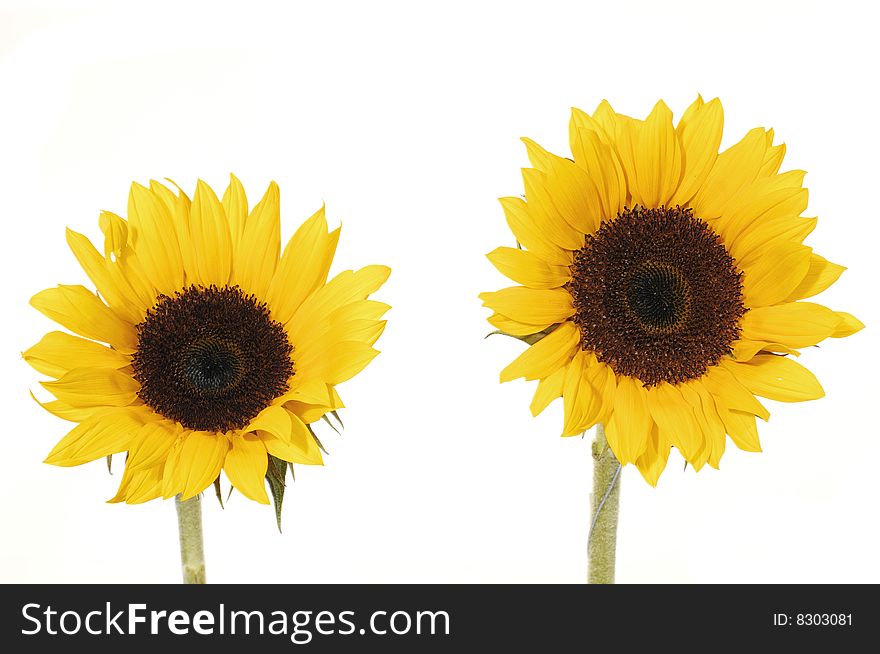 Two beautiful blossoms of yellow sunflowers