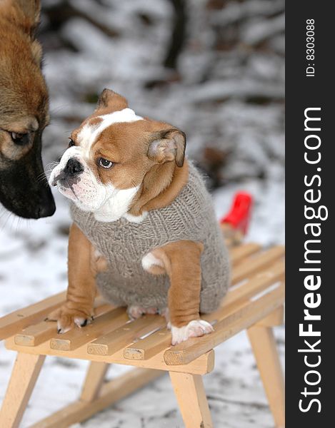 English Bulldog sitting on a sledge in the snow dressed with a grey jumper. another dog is looking at him