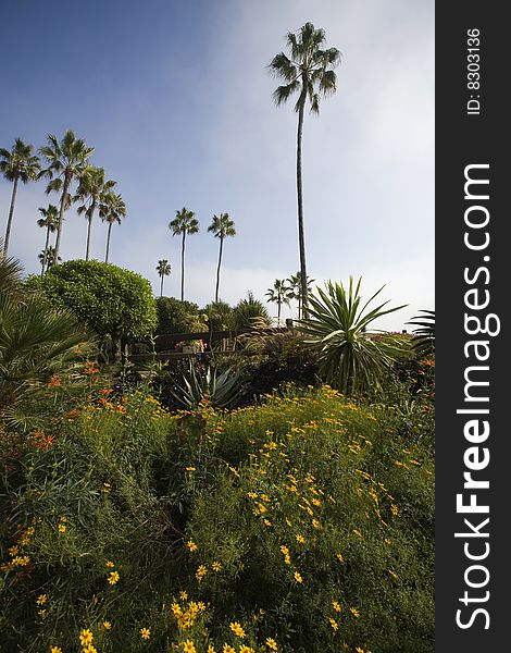 Garden with tropical plants and succulents in San Diego. Garden with tropical plants and succulents in San Diego
