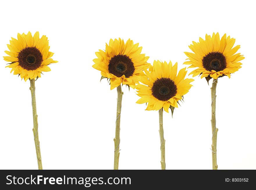 Two beautiful blossoms of yellow sunflowers