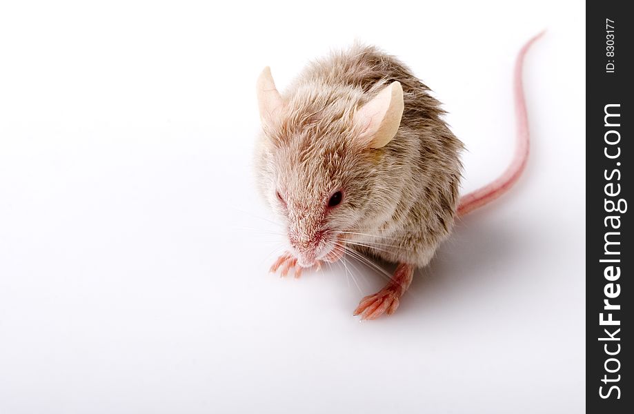 Grey small cute mouse on white background. Grey small cute mouse on white background