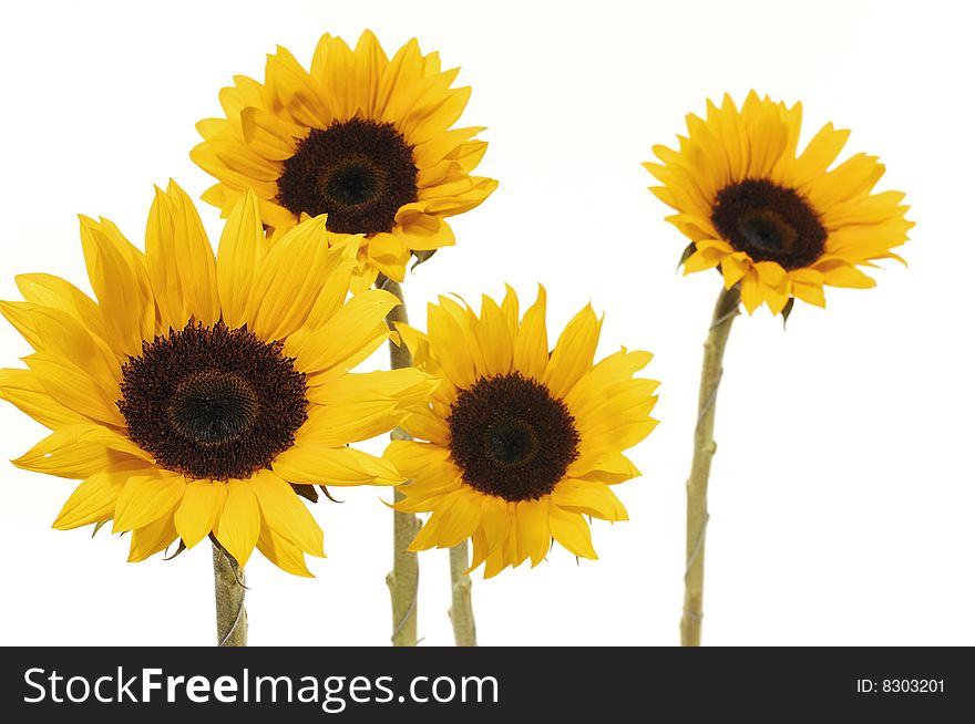 Two beautiful blossoms of yellow sunflowers