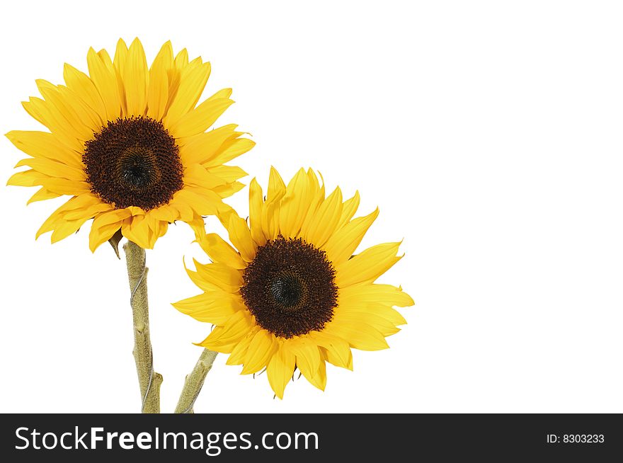 Two beautiful blossoms of yellow sunflowers