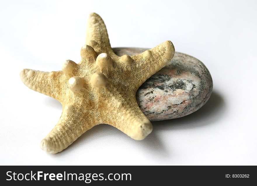 Stone and Starfish against the Light Background