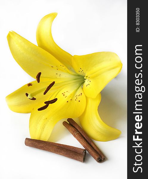 Yellow Lily and Two Cinnamon Sticks against the Light Background
