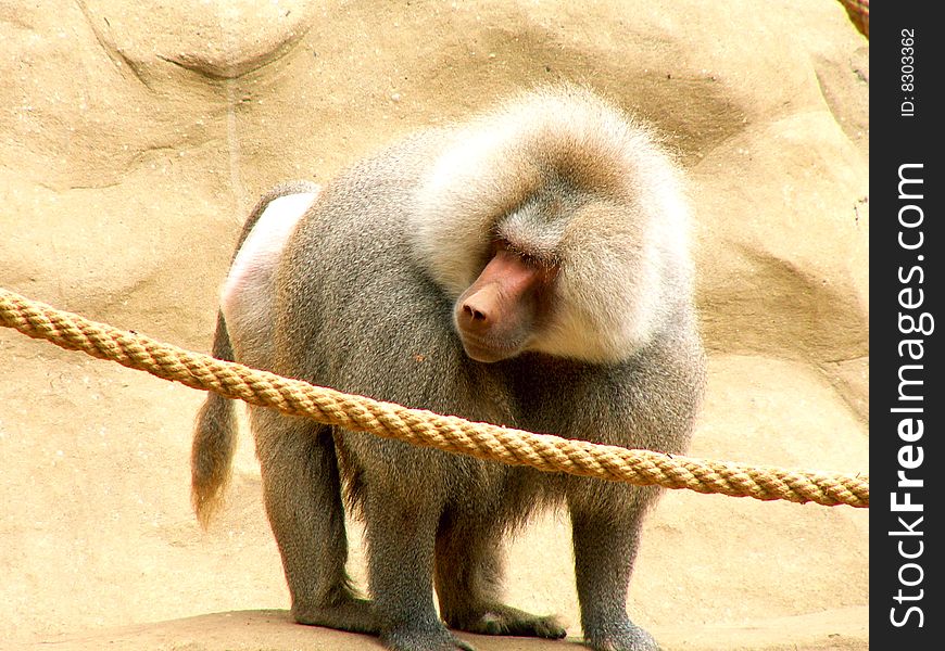 A male baboon in the ZOO. A male baboon in the ZOO