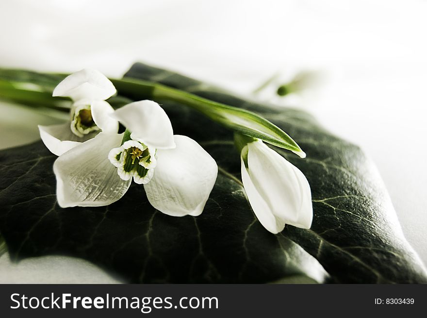 Fragile snowdrops over green leaf isolated on white. Fragile snowdrops over green leaf isolated on white