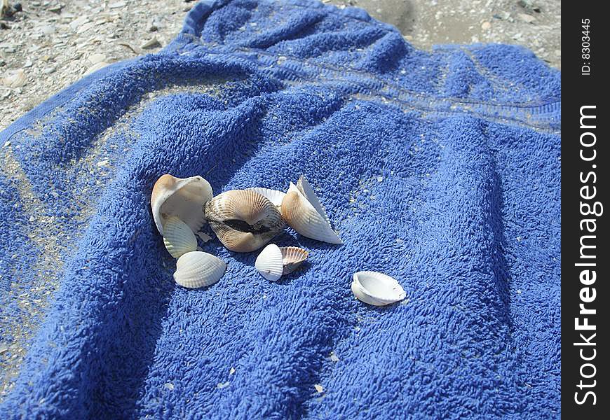 Shells on a blue towel