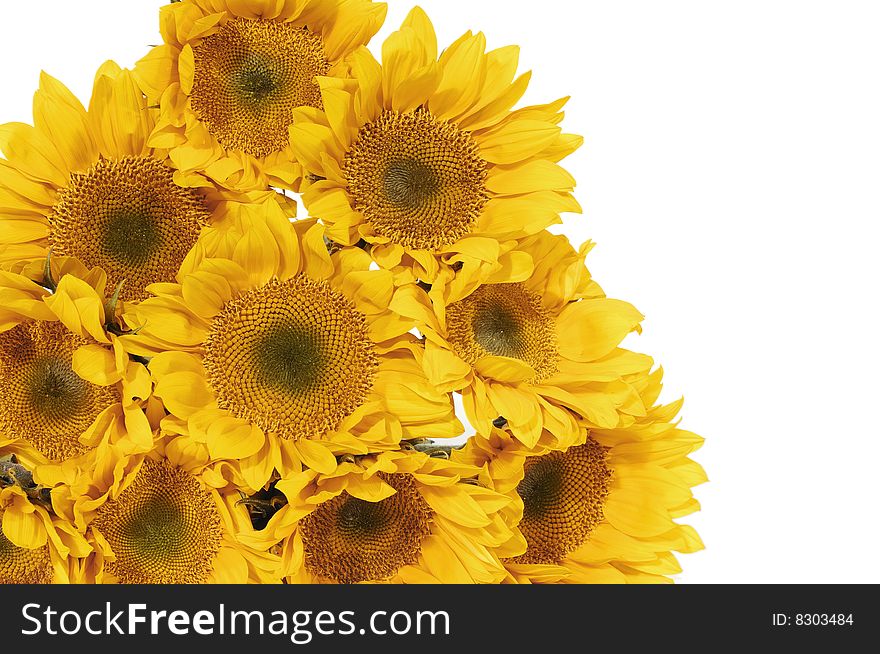 Set of sunflowers with copy space
