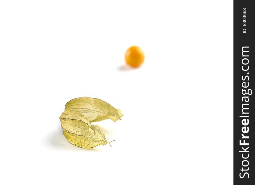 One Physalis out of it's shell. One Physalis out of it's shell
