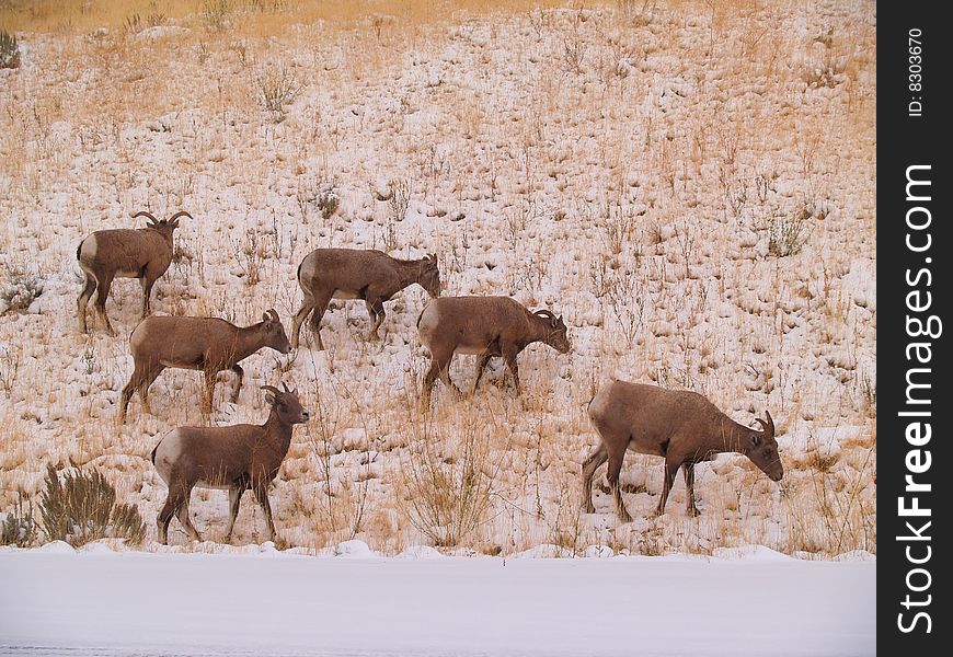 Wild goats grazing in the snow in Wyoming.