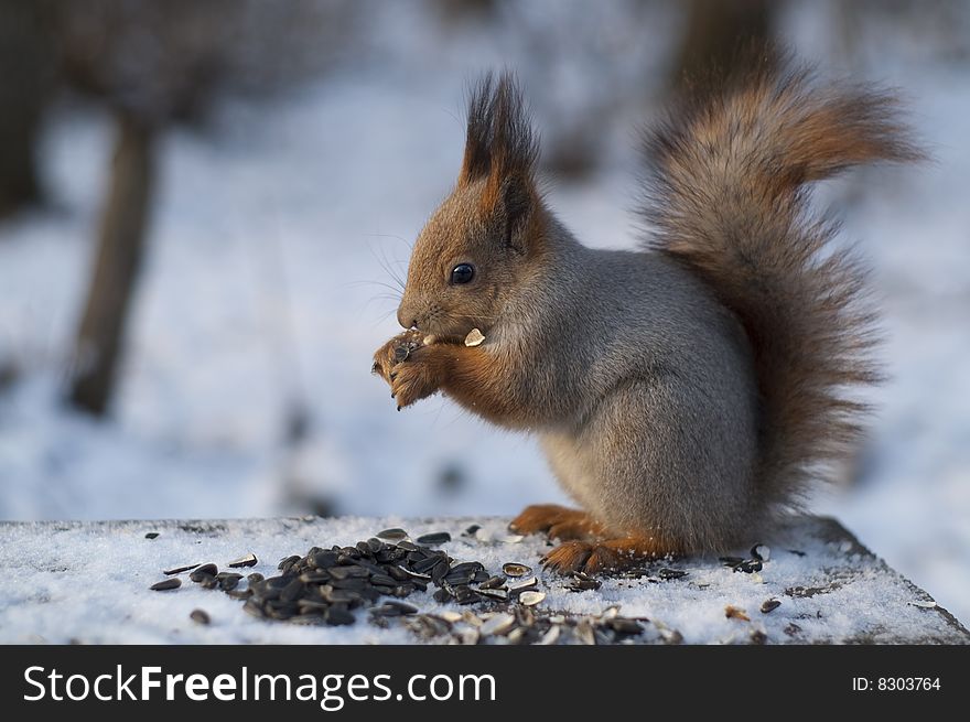 Squirrel eating sunflower seeds in winter