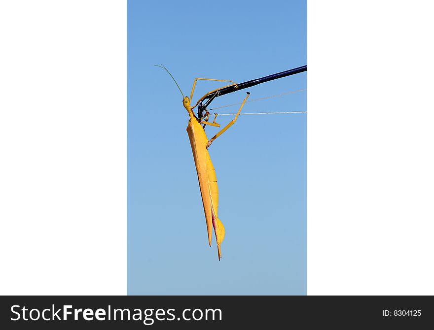 Grasshopper offering itself as live bait on a fishing rod. Grasshopper offering itself as live bait on a fishing rod.