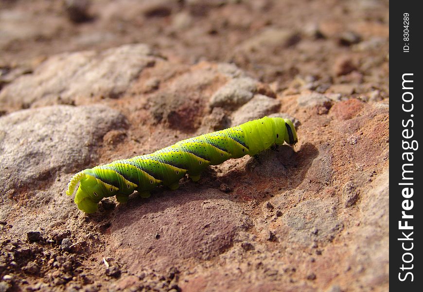 A bright green caterpillar crawls on a stone