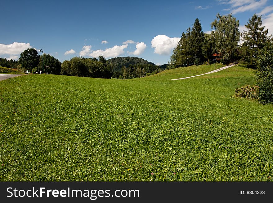 Green and beautiful Alpine meadow in bright summer day
