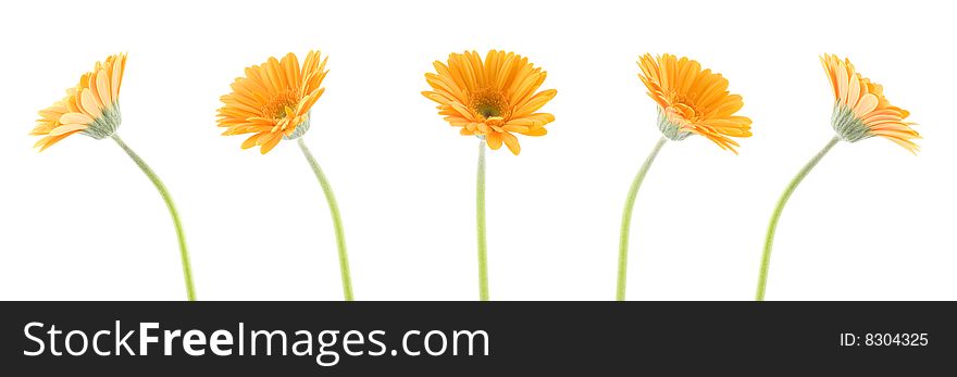 Yellow gerbera's spinning on white background. Yellow gerbera's spinning on white background
