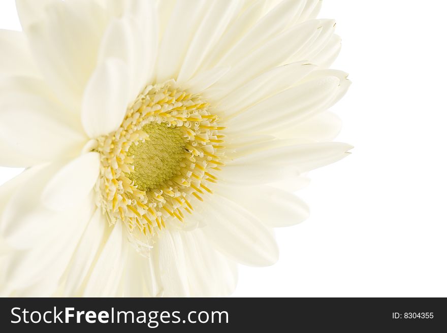 Close up of purple gebcera on white background. Close up of purple gebcera on white background