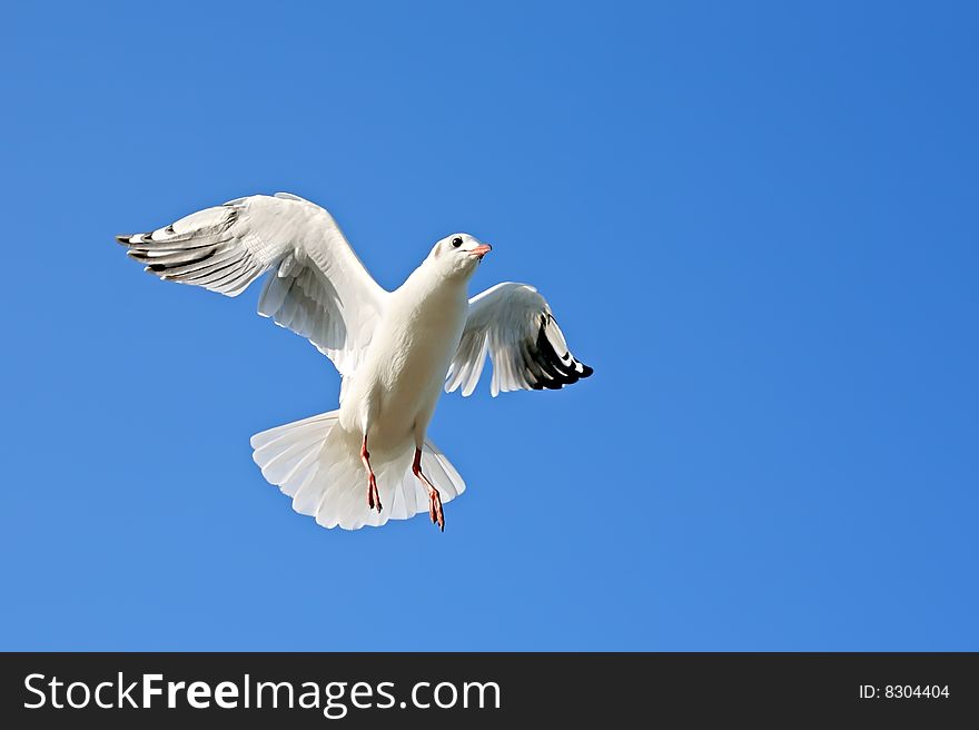 Close-up of seagull, flying over blue sky