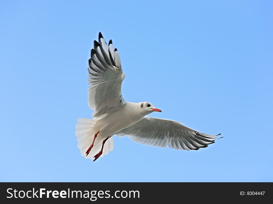 Close-up of seagull, flying over blue sky