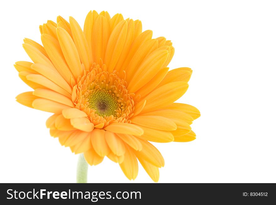 Close up shot of gerbera on white background. Close up shot of gerbera on white background
