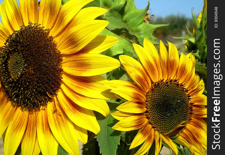 Two vivid sunflowers standing on the garden. Two vivid sunflowers standing on the garden.