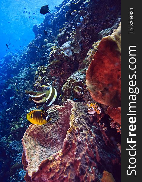 Large barrel sponges with feeding butterfly fish on wall off Bunaken island