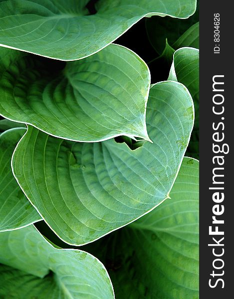 Detail of several big green leaves covering each other. Detail of several big green leaves covering each other