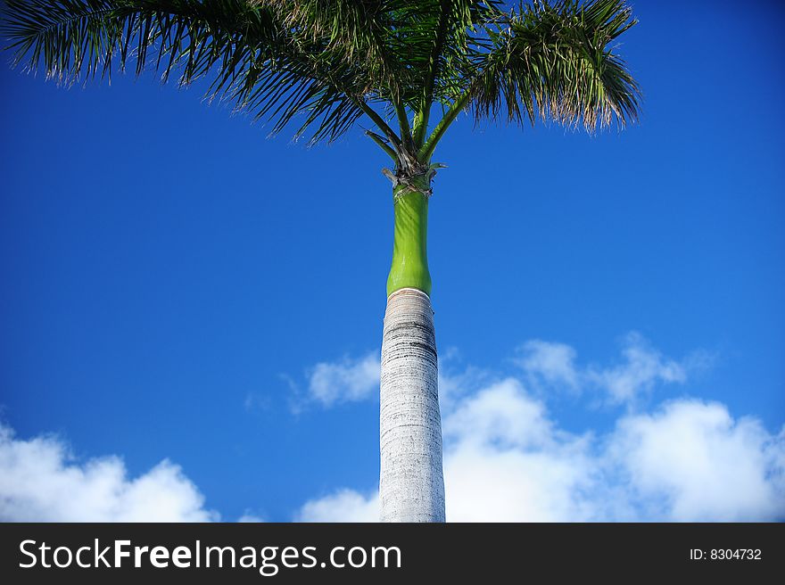 Bright blue sky with palm in foreground