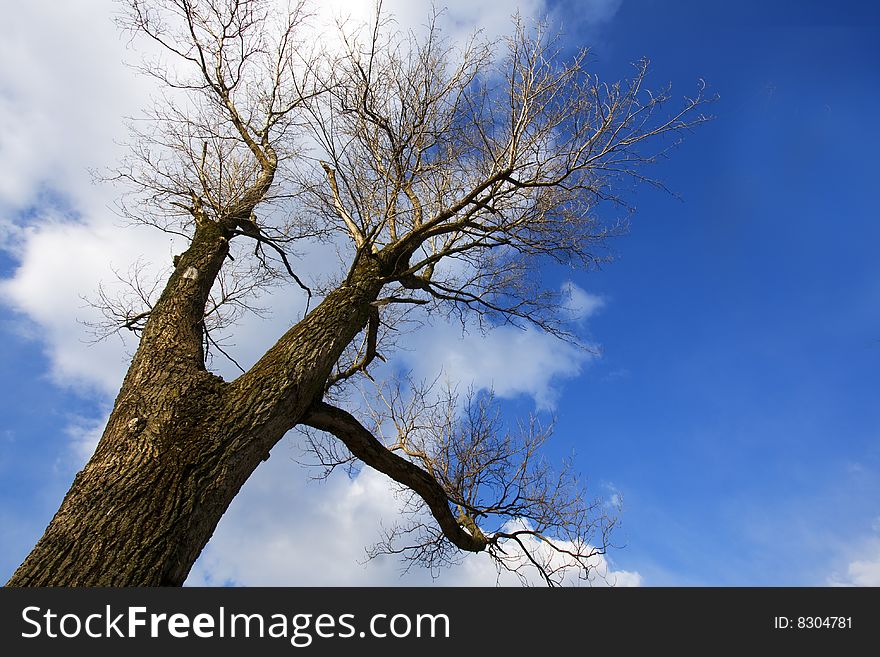 Tree in winter seen from below. Tree in winter seen from below