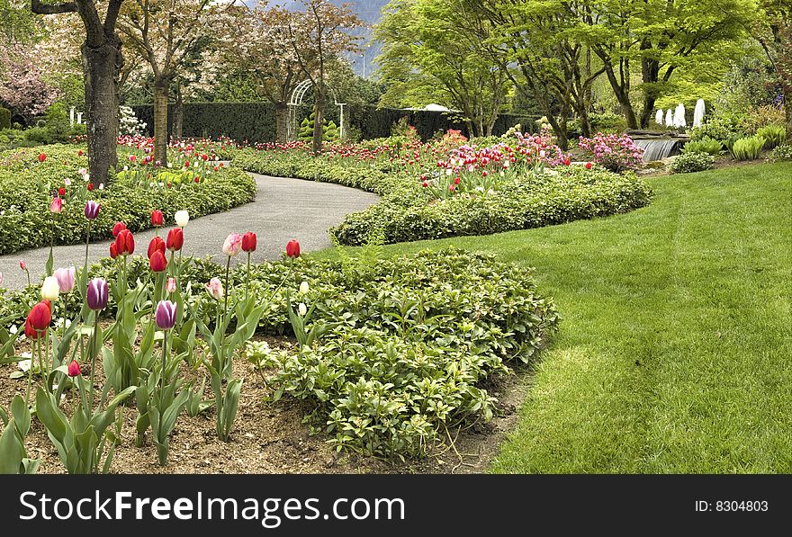 A spring scene of flowering tulips and cherry tree blossoms at Minter Gardens near Chilliwack British Columbia Canada. A spring scene of flowering tulips and cherry tree blossoms at Minter Gardens near Chilliwack British Columbia Canada