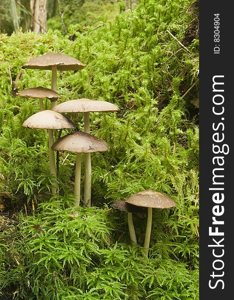 Young mushrooms grow on a moss covered forest log. Young mushrooms grow on a moss covered forest log