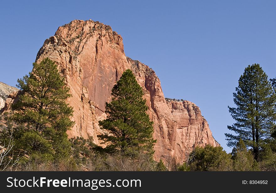 A mountain of navajo sandstone rises above pine trees in Zion National Park in Utah. A mountain of navajo sandstone rises above pine trees in Zion National Park in Utah