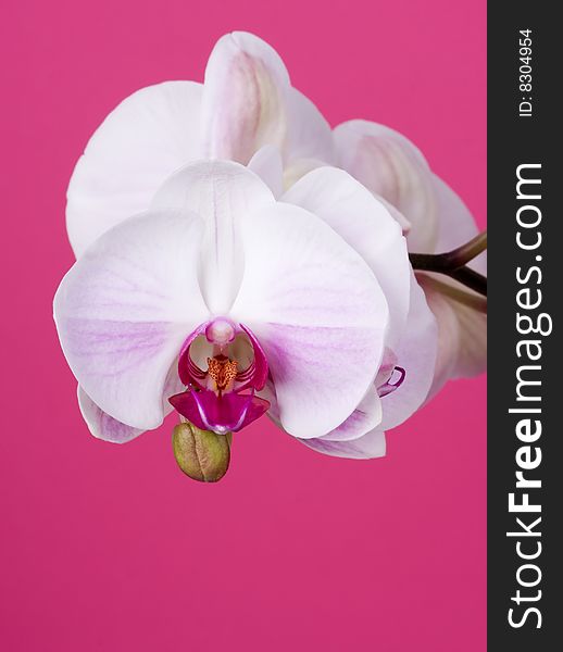 Moth Orchid isolated on Pink. Moth Orchid isolated on Pink