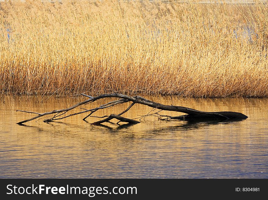 Reeds with tree trunk in