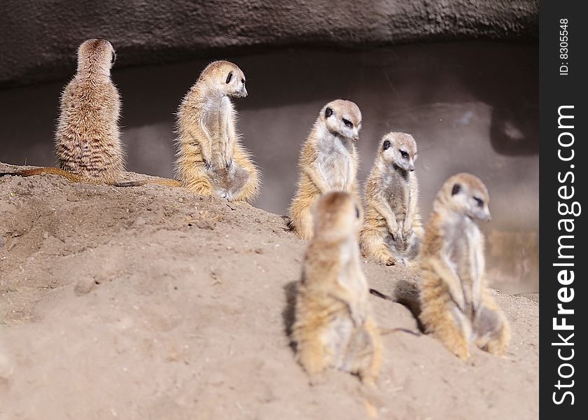 Several meerkats stand up and looks around on a dune