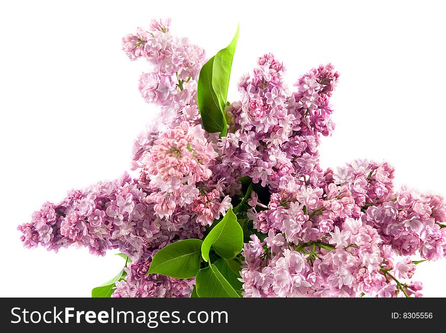 Bouquet of lilac on a white background
